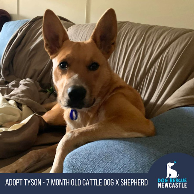 Photo of Tyson   10 Month Old Cattle Dog X German Shepherd