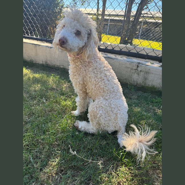 Photo of Sadie