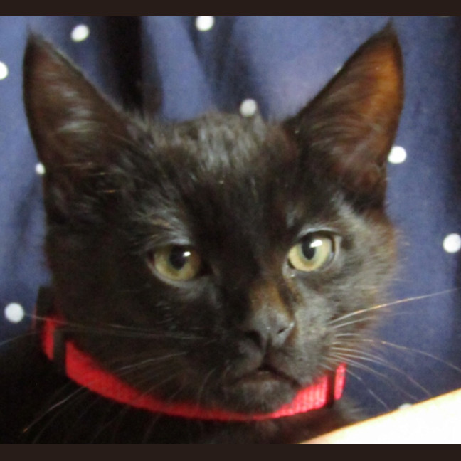 Photo of Mocha
