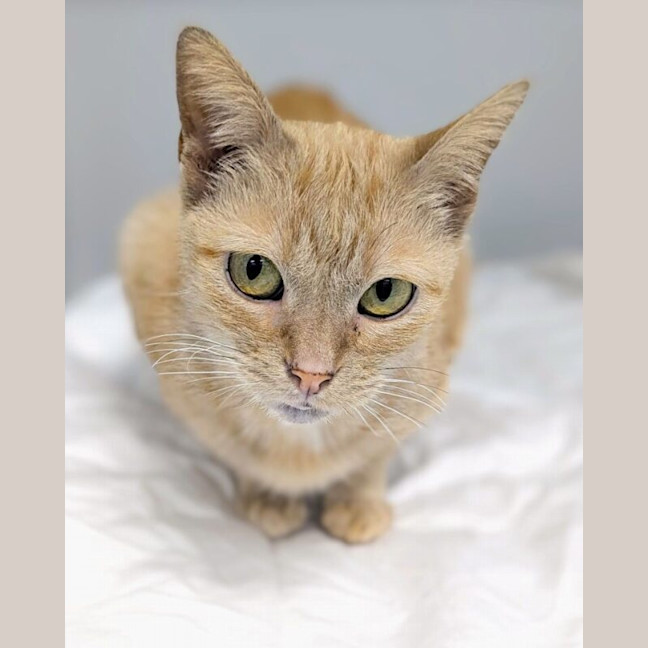 Photo of Lemon