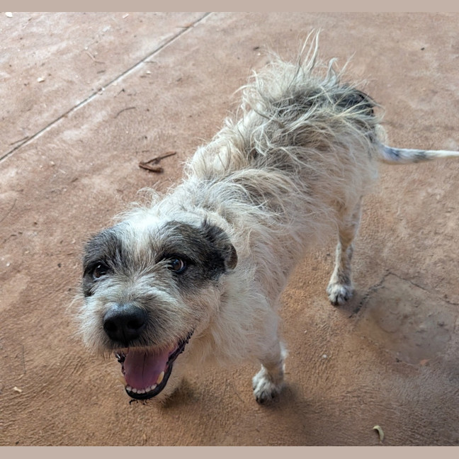 Photo of Scamp