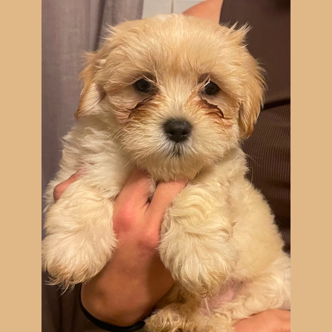 Photo of Teddy