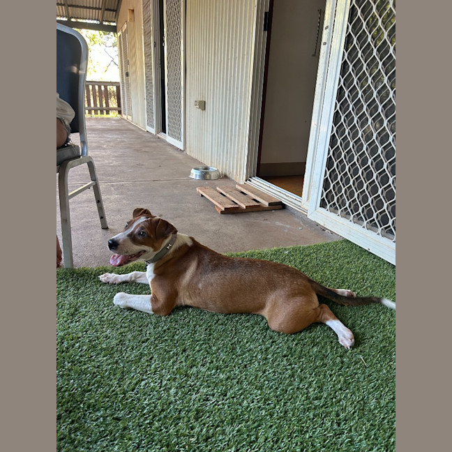 Photo of Nala