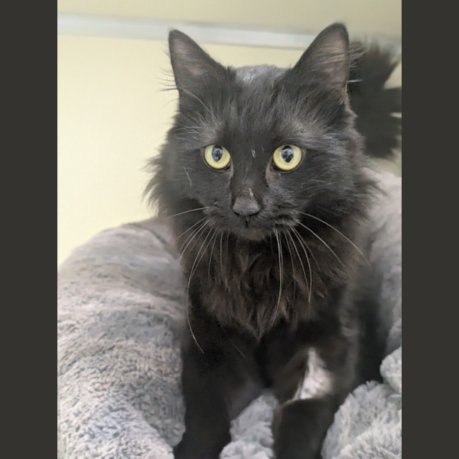 Photo of 🎲 Jeeves 6454 🎲