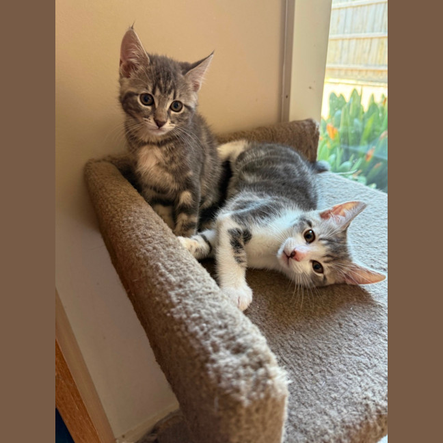 Photo of Bazil Meet Me At Petstock Keysborough