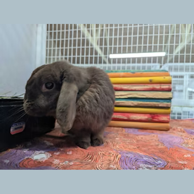 Photo of Gigi