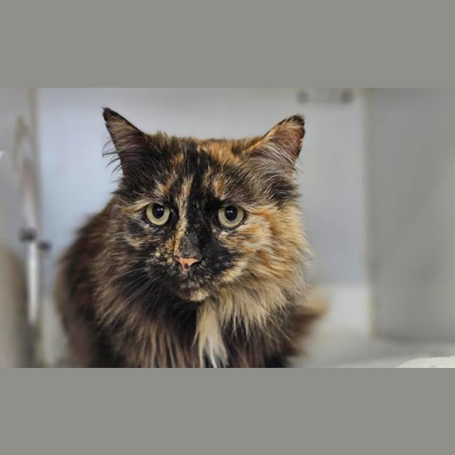 Photo of Pumpkin