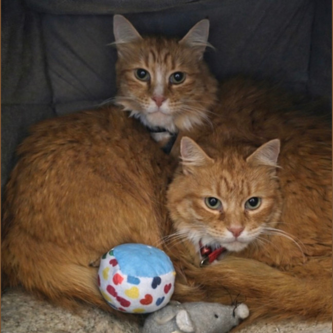 Photo of Louie & Jewie   5 Year Old Domestic Short Hair