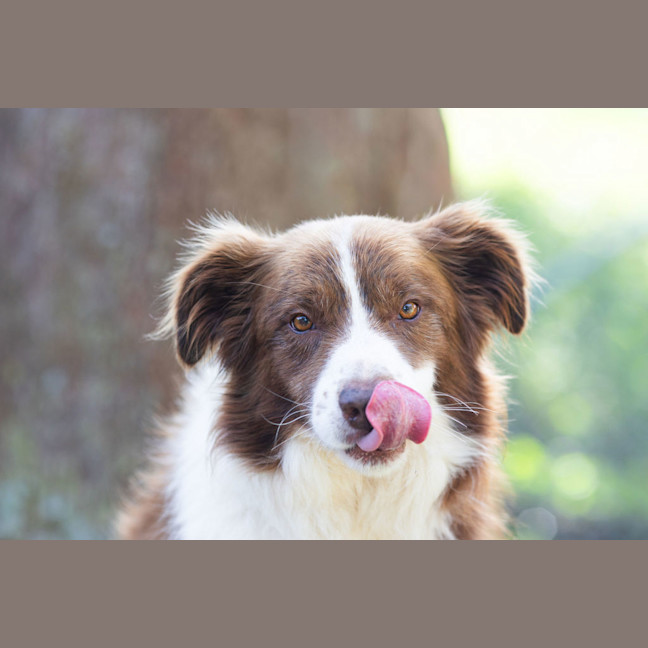 Photo of Rusty