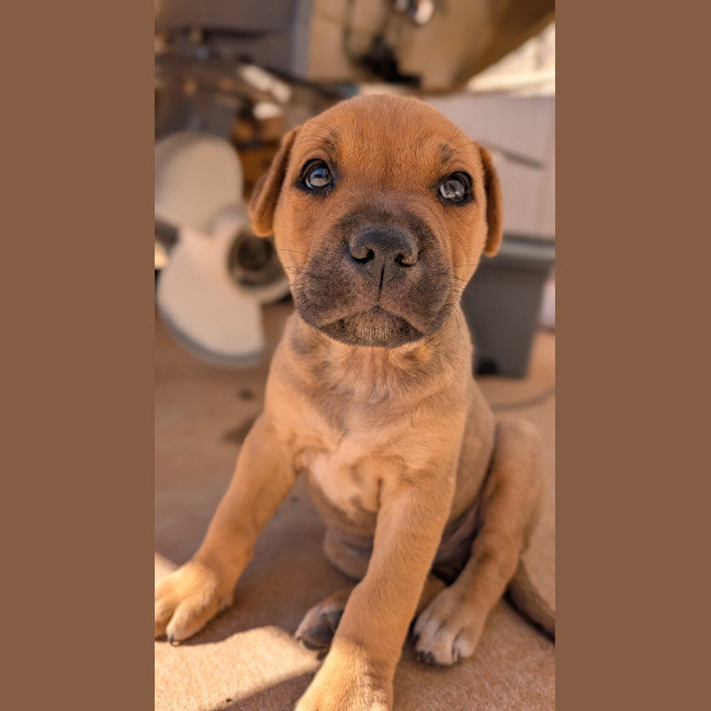 Photo of Dopey