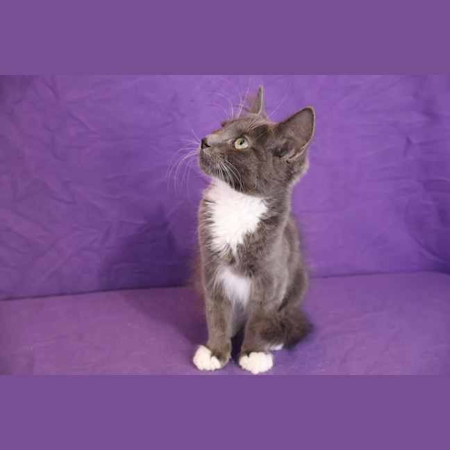 Photo of Javert