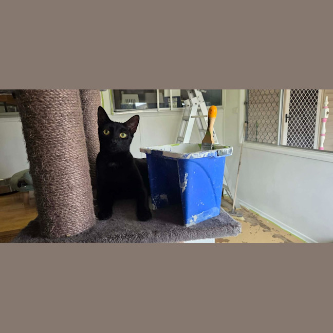 Photo of Meowthew