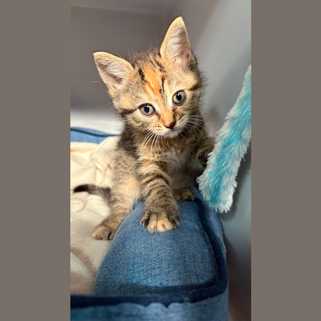 Photo of Saffron