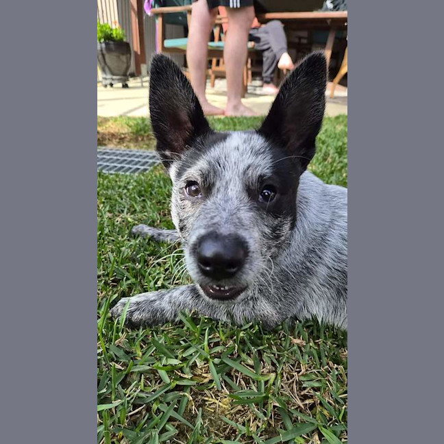 Photo of Bud