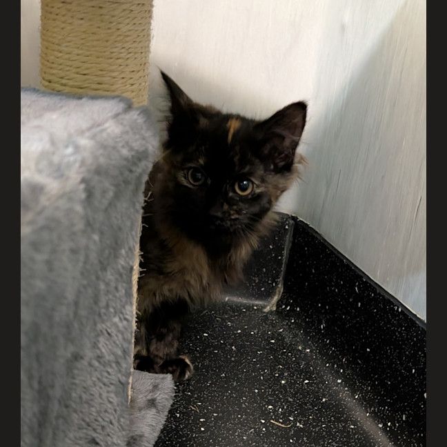 Photo of Babycakes
