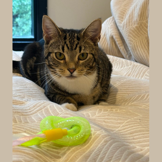 Photo of Sphinx