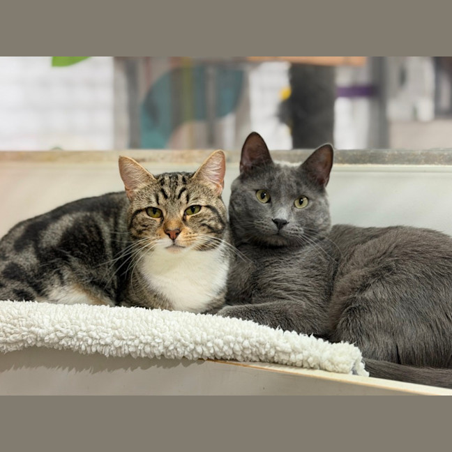 Photo of Alistair (Bonded With Sammy)