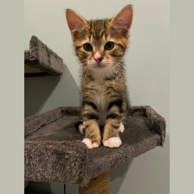 Photo of Pear And Pineapple 