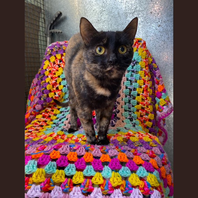 Photo of Cinders