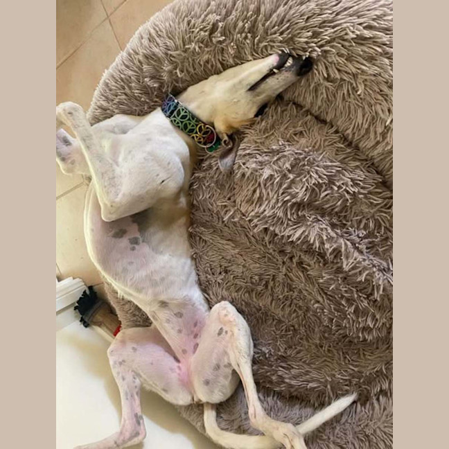 Photo of Ella, The Greyhound