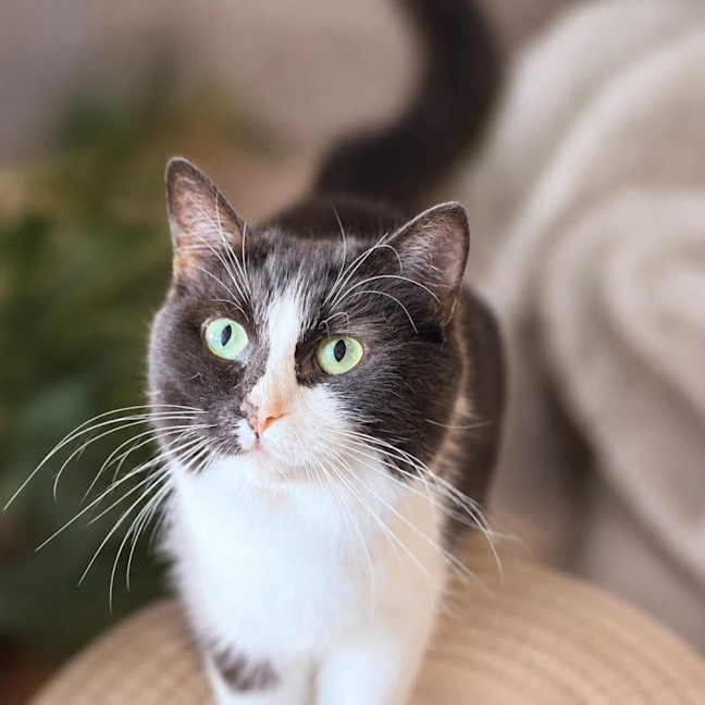 Photo of 14280   Priscilla Purrsley