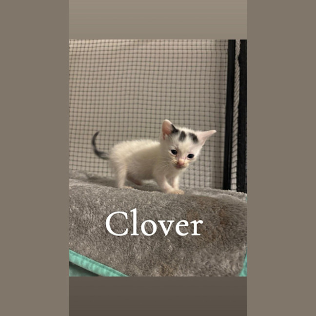 Photo of Clover