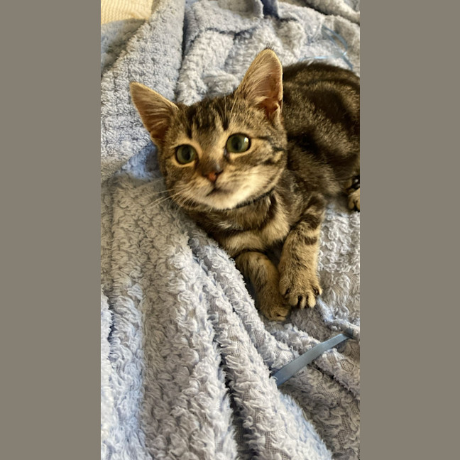 Photo of Harley 