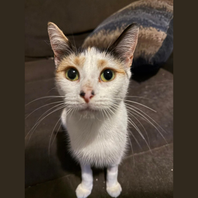 Photo of Pumpkin
