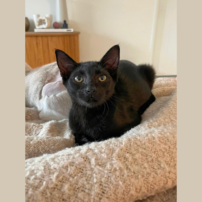 Photo of Midnight 