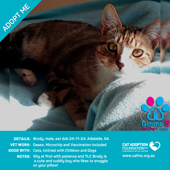 Photo of Brody Just $100 Limited Time!