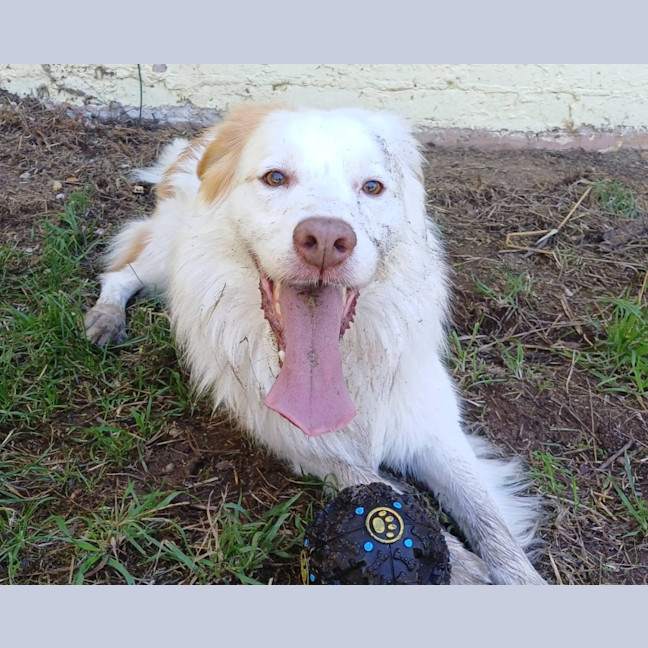 Photo of Indy
