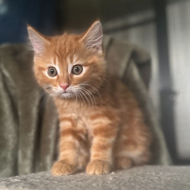 Photo of Dorian, Keegan & Stormy (Available Separately)