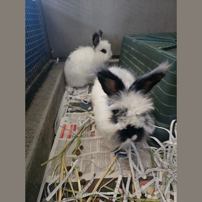 Photo of Flopsy