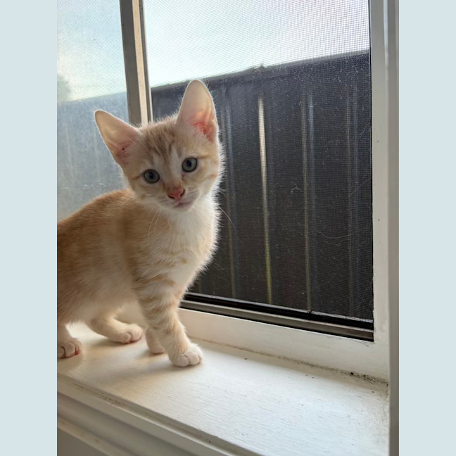 Photo of Saffron
