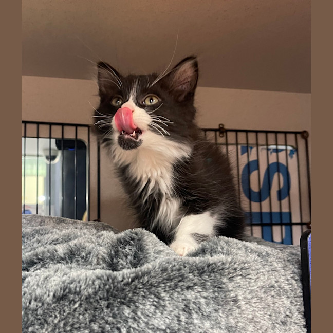 Photo of Biscuit