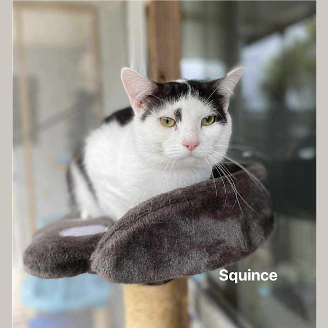 Photo of Squince