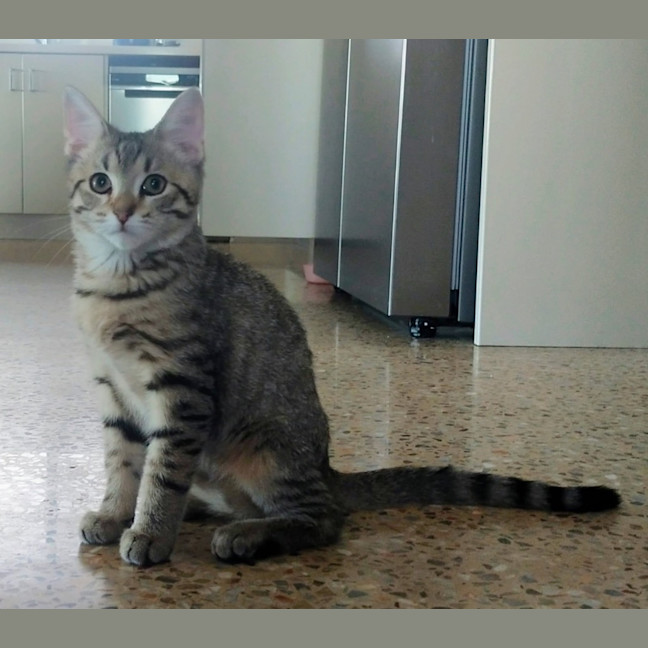 Photo of Opi