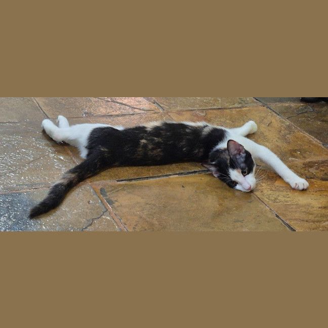 Photo of Olive