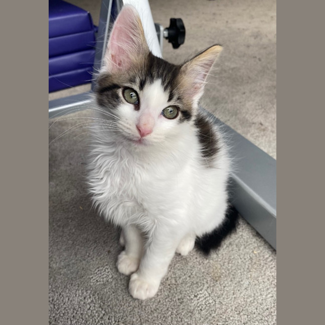 Photo of Charlie   Reduced Adoption Fee