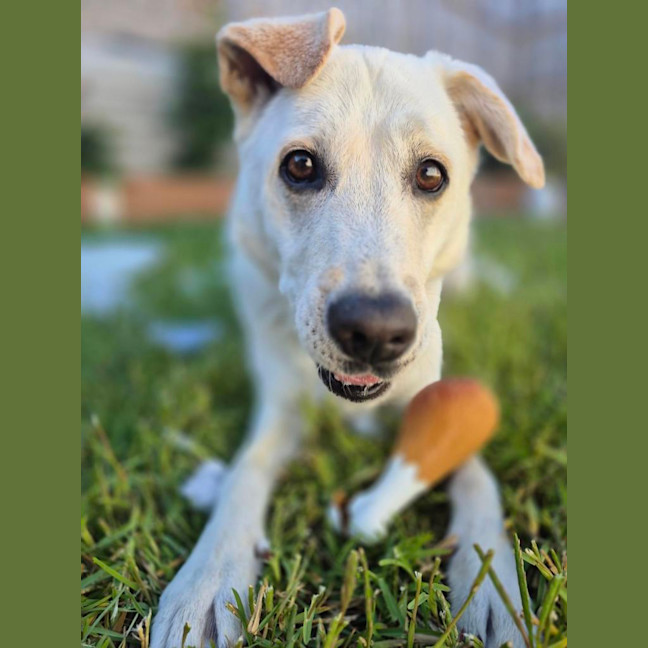 Photo of Shadow