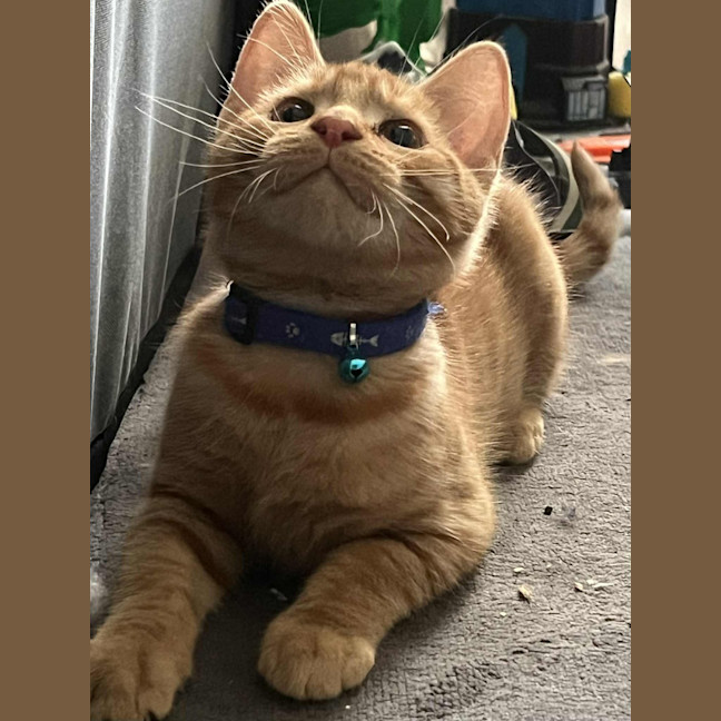 Photo of Frankie