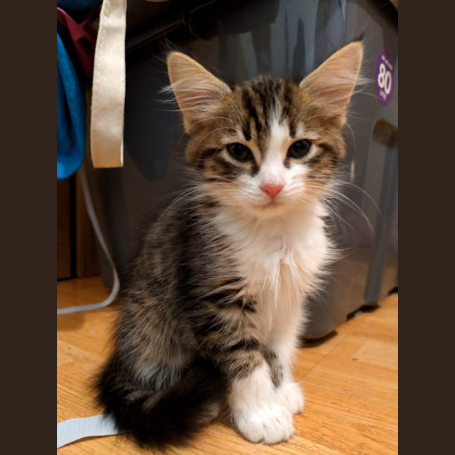 Photo of Niko