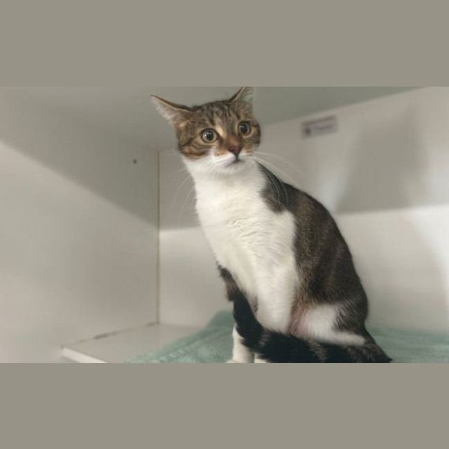 Photo of Pippin