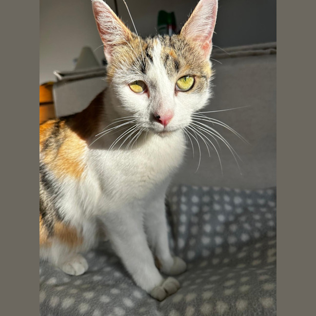 Photo of Daisy