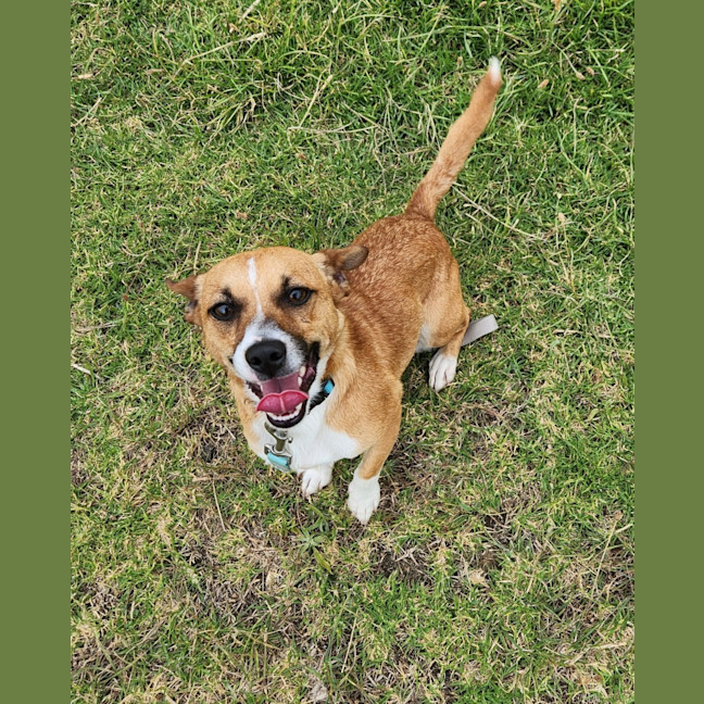 Photo of Scampy (65046)