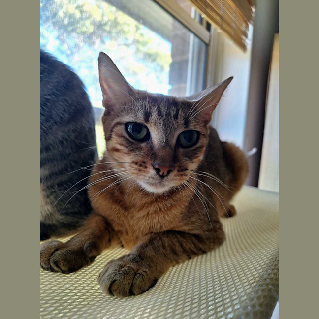 Photo of Sage