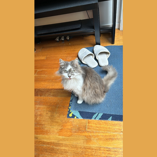 Photo of Bobo