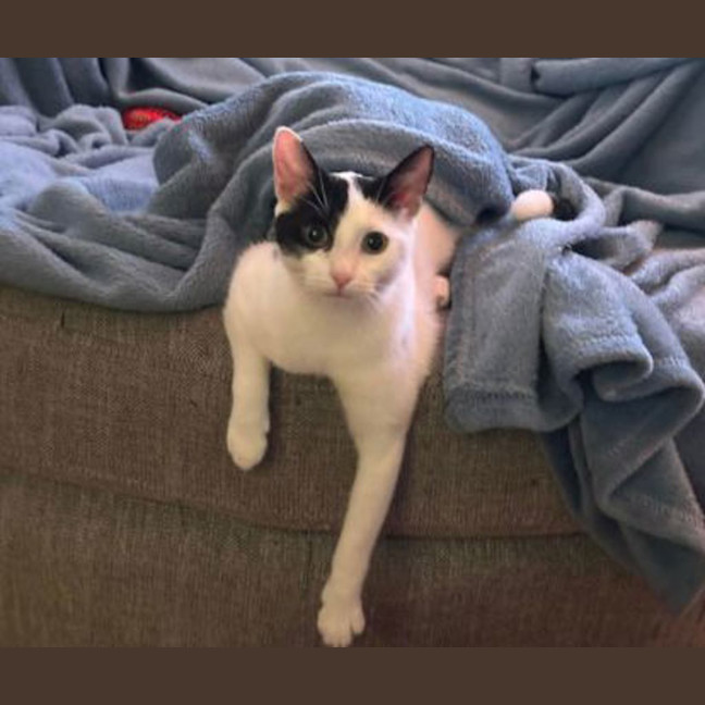 Photo of Magpie