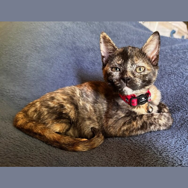 Photo of Daisy