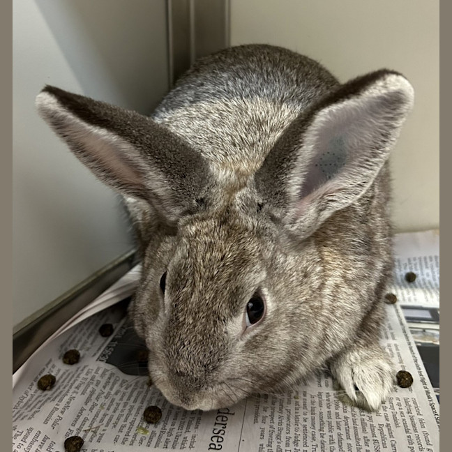 Photo of Private Parsley (Bonded With Captain Carrot)